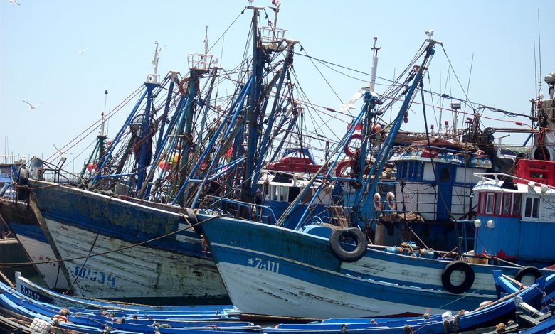 إعلان حظر مؤقت لصيد الحبار جنوب سيدي الغازي خلال الراحة البيولوجية للأخطبوط