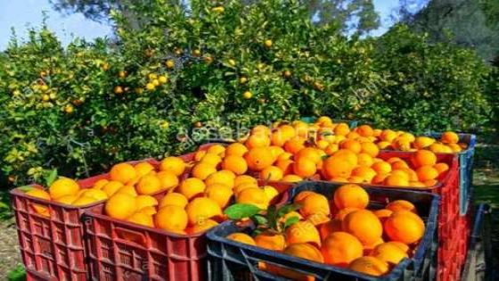 مراكش تستعد لاحتضان النسخة الأولى من المؤتمر الوطني للحوامض