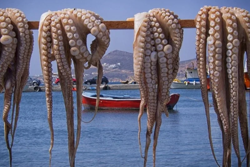 تقرير : موسم صيد الأخطبوط يسجل إرتفاعا قياسيا في القيمة والمردودية بجهة الداخلة