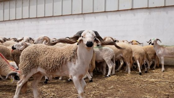 السمارة: تنفيذ صارم لقرار منع ذبح الأضاحي تنفيذاً للتوجيهات الملكية