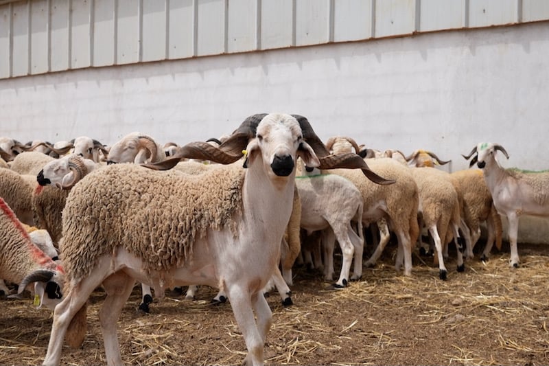 السمارة: تنفيذ صارم لقرار منع ذبح الأضاحي تنفيذاً للتوجيهات الملكية