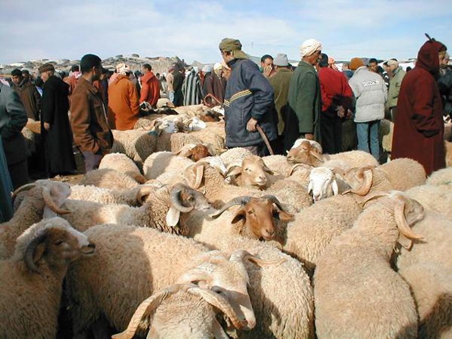 السمارة.. توقيف سلاخ خالف قرار منع ذبح الأضاحي