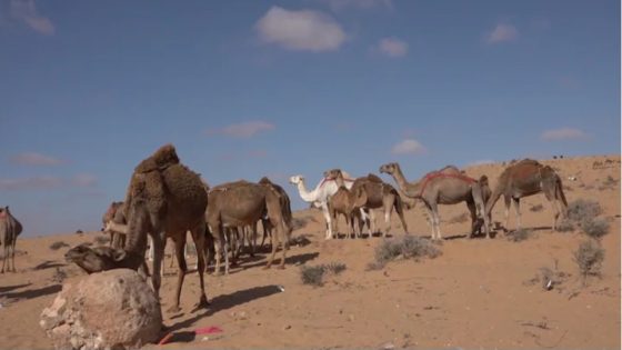 مربو الإبل بأقاليم الصحراء..يدقون ناقوس الخطر: الأرقام الرسمية بعيدة عن الواقع
