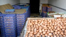 دعوات لتحقيق في إرتفاع أسعار البيض ومطالب بكسر احتكار السوق عبر الإستيراد